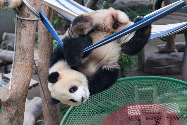 Giant panda Chen Chen plays in a hammock at Chongqing Zoo in Chongqing, China on March 22, 2025. (Photo by CFOTO/Sipa USA/Alamy Live News)