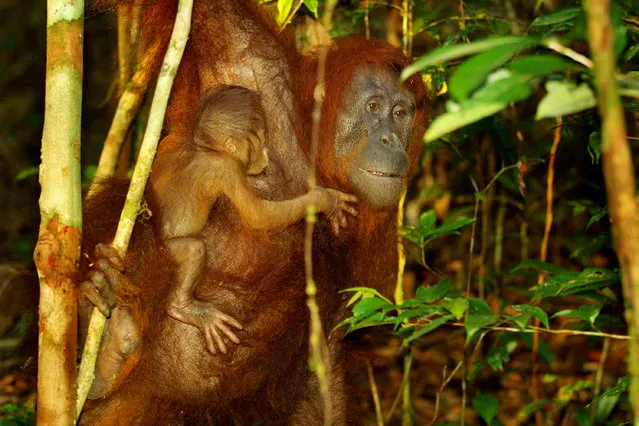 A baby Orangutan hangs onto it's mother September 1, 2001 near Camp Leakey at the Tanjung Puting National Park in Kalimantan on the island of Borneo, Indonesia. (Photo by Paula Bronstein/Getty Images)