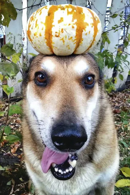 Toby balances a pumpking on his head. (Photo by Pat Langer/Caters News Agency)