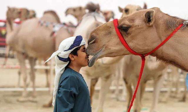 An Emirati child presses his face in onto a camel' s, during the Mazayin Dhafra Camel Festival in the desert near the city of Madinat Zayed, 150 kms west of Abu Dhabi, on December 23, 2017. The festival, which attracts participants from around the Gulf region, includes a camel beauty contest, a display of UAE handcrafts and other activities aimed at promoting the country' s folklore. (Photo by Karim Sahib/AFP Photo)