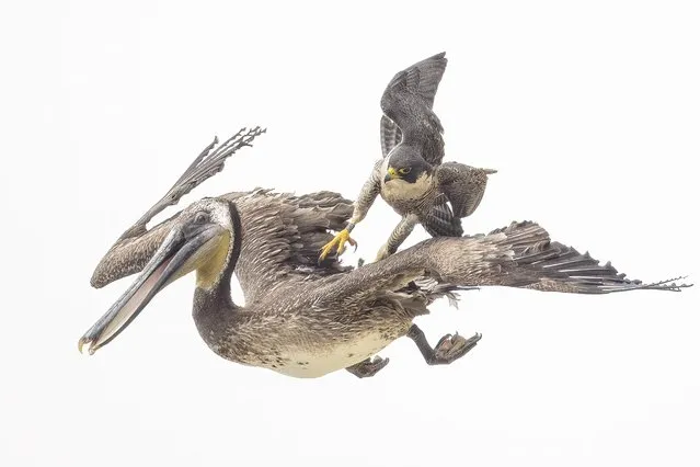 A protective peregrine falcon attacks a pelican who had got too close to his nest of chicks in Torrey Pines Beach in San Diego, California in May 2022. (Photo by Phoo Cahn/Media Drum World)