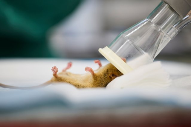 This hazel dormouse is being given a once-over by a disease risk team at ZSL London Zoo, UK in May 2025, as part of reintroduction programme. (Photo by David Levene/The Guardian)
