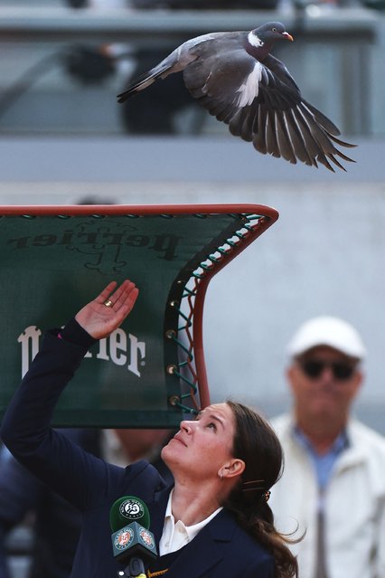 A pigeon flies above the chair of the referee during a match on day 2 of the French Open tennis tournament at the Roland-Garros Complex in Paris on May 26, 2025. (Photo by Franck Fife/AFP Photo)