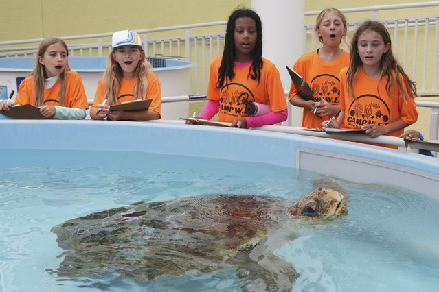 A summer camp group marvels as Pennywise, a 300-pound adult Loggerhead sea turtle that is undergoing treatment after being found with injuries from a boat strike, comes up for air, at Loggerhead Marinelife Center in Juno Beach, Fla., Wednesday, June 4, 2025. (Photo by Rebecca Blackwell/AP Photo)