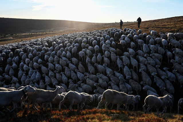 Shepherds stand on a hill with sheep on August 27, 2020 in Prevencheres, southern France, as shepherds and sheep breeders of the pastoral group of Finiels descend one of the largest herds of the Massif Central (2,500 ewes) to Prevencheres after two months of summer pasture on Mont Lozere. (Photo by Pascal Guyot/AFP Photo)