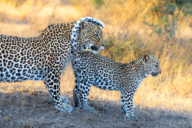 A leopard cub and its mother seek shade at Mala Mala private game reserve in South Africa early July 2025. (Photo by Ann & Steve Toon/Solent News & Photo Agency)