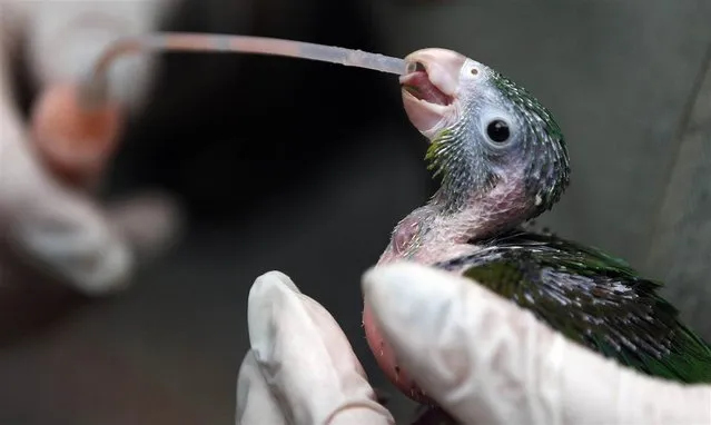 A young parakeet is fed by a veterinarian at an animal shelter west of Bogota, Colombia, February 18, 2013. (Photo by Fernando Vergara/AP Photo)