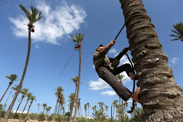 A Palestinian farmer harvests dates from a palm tree in southern Gaza September 25, 2016. (Photo by Ibraheem Abu Mustafa/Reuters)