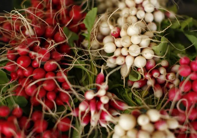 Radishes are bundled for sale after being harvested from the Chino family farm in Rancho Santa Fe, California April 23, 2013. (Photo by Mike Blake/Reuters)