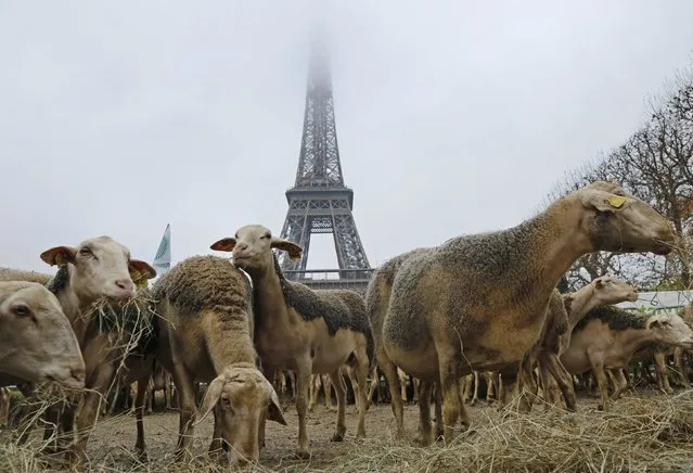 Sheep are gathered in front of the Eiffel tower in Paris during a demonstration of shepherds against the protection of wolves in France November 27, 2014. French shepherds, with around 250 sheep, staged a protest in central Paris against the French government's Plan Loup (wolf plan), introduced to try to pacify shepherds and protect wolves, ahead a meeting with French Agriculture minister. (Photo by Jacky Naegelen/Reuters)