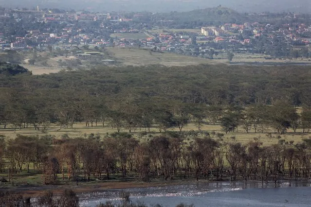 Nakuru town is seen next to Lake Nakuru National Park, Kenya, August 18, 2015. The Park is home to some of the world's most majestic wildlife including lions, rhinos, zebras and flamingos. The scenery is stunning, from forests of acacia trees to animals congregating at the shores to drink. UNESCO says that with rapid population growth nearby, the area is under "considerable threat from surrounding pressures," particularly deforestation, a contributing factor in floods. (Photo by Joe Penney/Reuters)