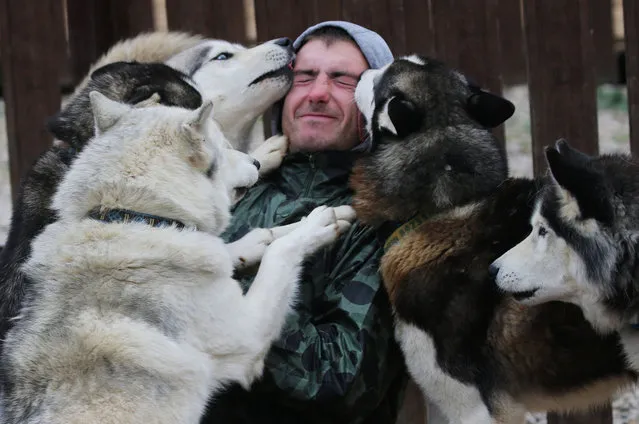 Dogs lick employee at the Husky Villiage Ruzskaya Alaska Kennel on October 17, 2020 in Baranovo, Russia. More than 130 Siberian Husky and Samoed dogs live in a private shelter, organized by lawer Natalia Basina. Most dogs in the shelter were founded on the streets, or handed over by owner who could not cope with animals of these breeds, which were fashionable among urban residents in early 2000s. (Photo by Mikhail Svetlov/Getty Images)