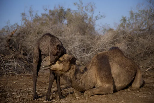 In this Monday, January 22, 2018 photo, a newborn camel and his mother at the territory of Israeli Kibbutz Kalya, near the Dead Sea in the West Bank. For three months a year, in the winter time Bedouin Arab herders take their 130 camels to graze on the shores of the Dead Sea, at the lowest place on Earth. (Phoro by Oded Balilty/AP Photo)