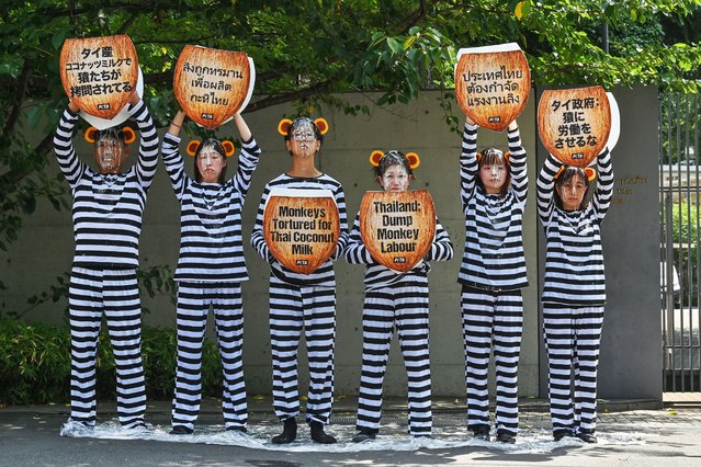 Members of animal rights group People for the Ethical Treatment of Animals (PETA) take part in a protest over the alleged use of monkeys in the Thai coconut industry, outside Thailand's embassy in central Tokyo on August 14, 2025. (Photo by Richard A. Brooks/AFP Photo)