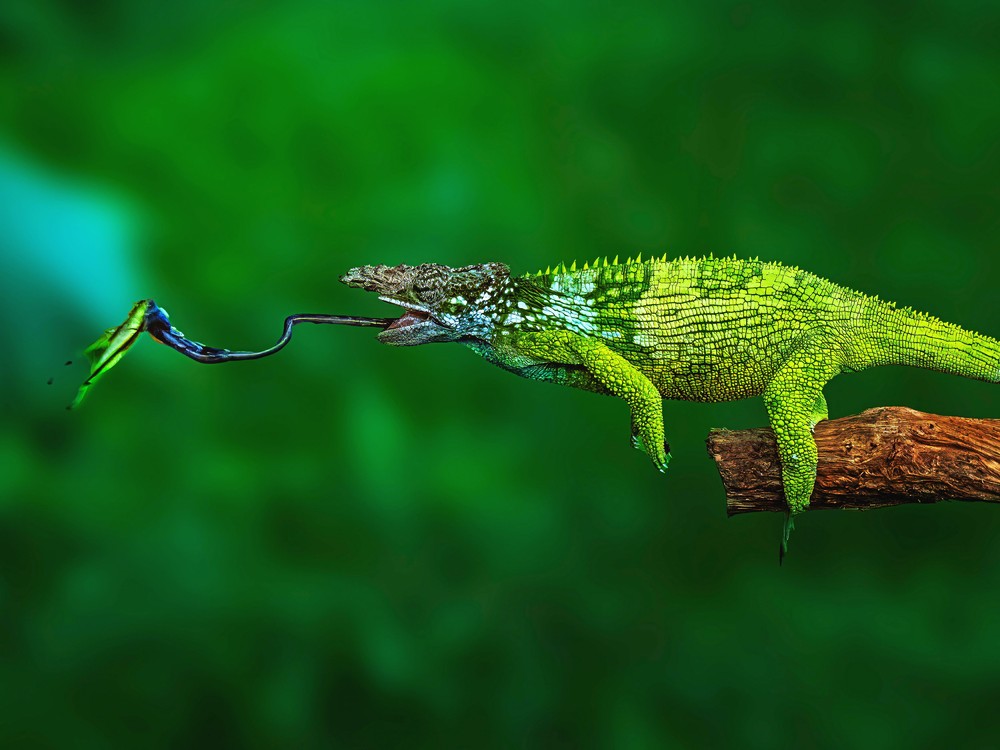 Some Photos: Animals