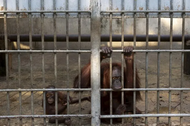 Orangutans look on in a cage at Kao Pratubchang Conservation Centre in Ratchaburi, Thailand, November 11, 2015. (Photo by Athit Perawongmetha/Reuters)