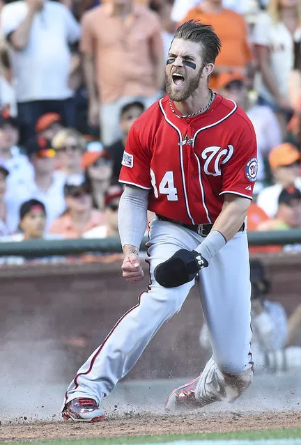 Washington Nationals left fielder Bryce Harper (34) reacts after scoring in the seventh inning against the San Francisco Giants during game three of the NLDS on October 6  2014 in San Francisco, CA. (Photo by Jonathan Newton/The Washington Post)