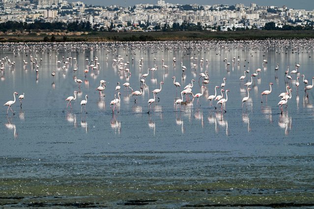 Flamingos forage for food in Sebkhat Sijoumi in Tunis on October 9, 2025, a lake that retains water year-round and serves as a vital refuge for thousands of migratory and wintering birds despite steadily declining water levels. (Photo by Fethi Belaid/AFP Photo)