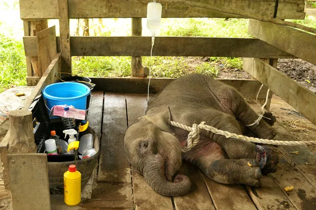 A young female elephant, injured after being caught in a snare trap, receives treatment from a team of government and university veterinarians at the Saree Elephant Training Center in Saree, Aceh province, Indonesia May 3, 2018 in this photo taken by Antara Foto. (Photo by Reuters/Antara Foto/Ampelsa)