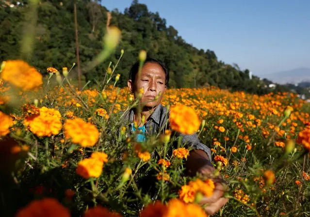 A woman picks marigold flowers, used to make garlands and offer prayers, before selling them on a market for the Tihar festival, also called Diwali, in Kathmandu, Nepal on October 22, 2022. (Photo by Navesh Chitrakar/Reuters)