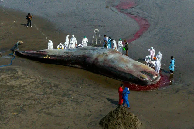 This aerial photo shows a veterinarian team conducting an examination on a dead sperm whale on the Yeh Leh beach in Jembrana, Bali, on April 9, 2023. (Photo by Dicky Bisinglasi/AFP Photo)