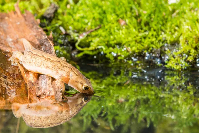 Smooth newt reflected in water, Blaenpennal, Wales, UK. (Photo by Philip Jones/Alamy Stock Photo)