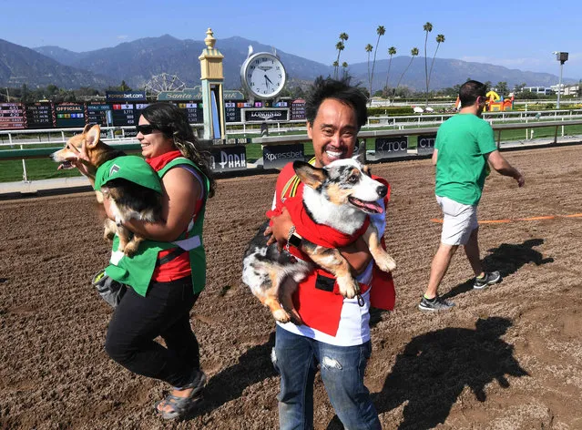 Rick Garcia celebrates with his Corgi dog “Roi” after winning the SoCal “Corgi Nationals” championship at the Santa Anita Horse Racetrack in Arcadia, California on May 27, 2018. (Photo by Mark Ralston/AFP Photo)