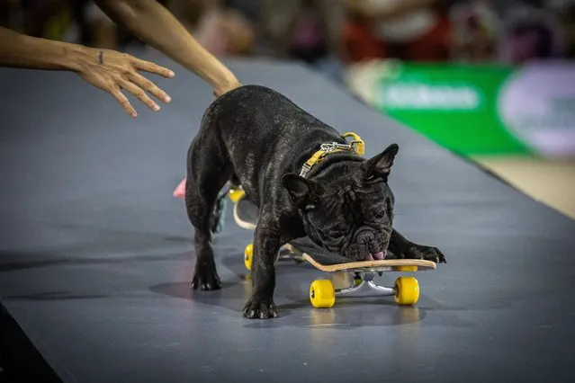 Tung attempts to bite his skateboard during a competition at Pet Expo Thailand on May 07, 2023 in Bangkok, Thailand. (Photo by Lauren DeCicca/Getty Images)