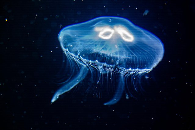 An extra-terrestrial-looking jellyfish, taken in the SeaLife London Aquarium on October 21, 2025. Despite their name, these sea creatures are not actually fish. (Photo by Fred Wall)