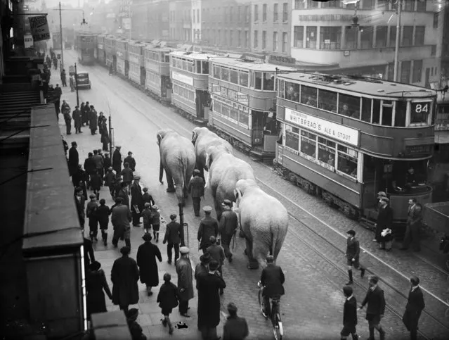 A procession of elephants appearing in local theatre make their way along the street at Elephant and Castle, south London, 17th April 1936. (Photo by Reg Speller/Fox Photos/Getty Images)