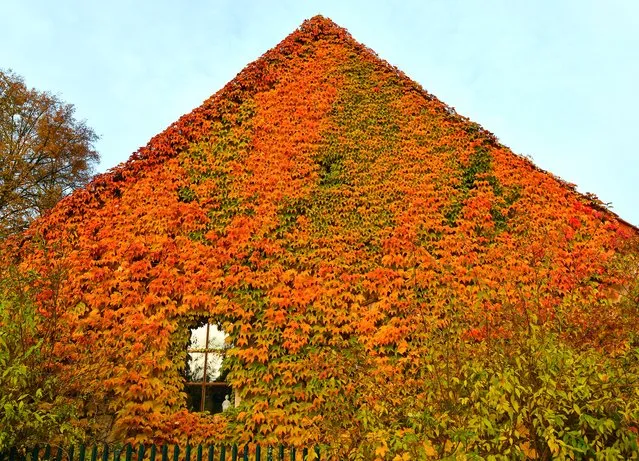 Wild grape covers a facade of a house in Sieversdorf, eastern Germany, on October 30, 2016. (Photo by Patrick Pleul/AFP Photo/DPA)