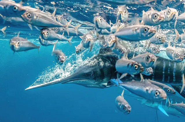 Behaviour category winner. A Striped Marlin in a High Speed Hunt by Karim Iliya (US), taken in San Carlos, Baja California, Mexico. (Photo by Karim Iliya/Underwater Photographer of the Year 2021)