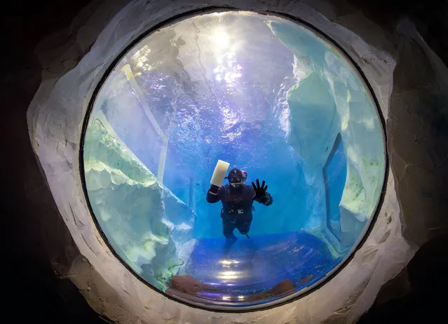 Animal care team member Simon Champion cleans the inside of the penguin pool at the National SEA LIFE Centre in Birmingham, England on November 17, 2020. (Photo by Joe Giddens/PA Images via Getty Images)