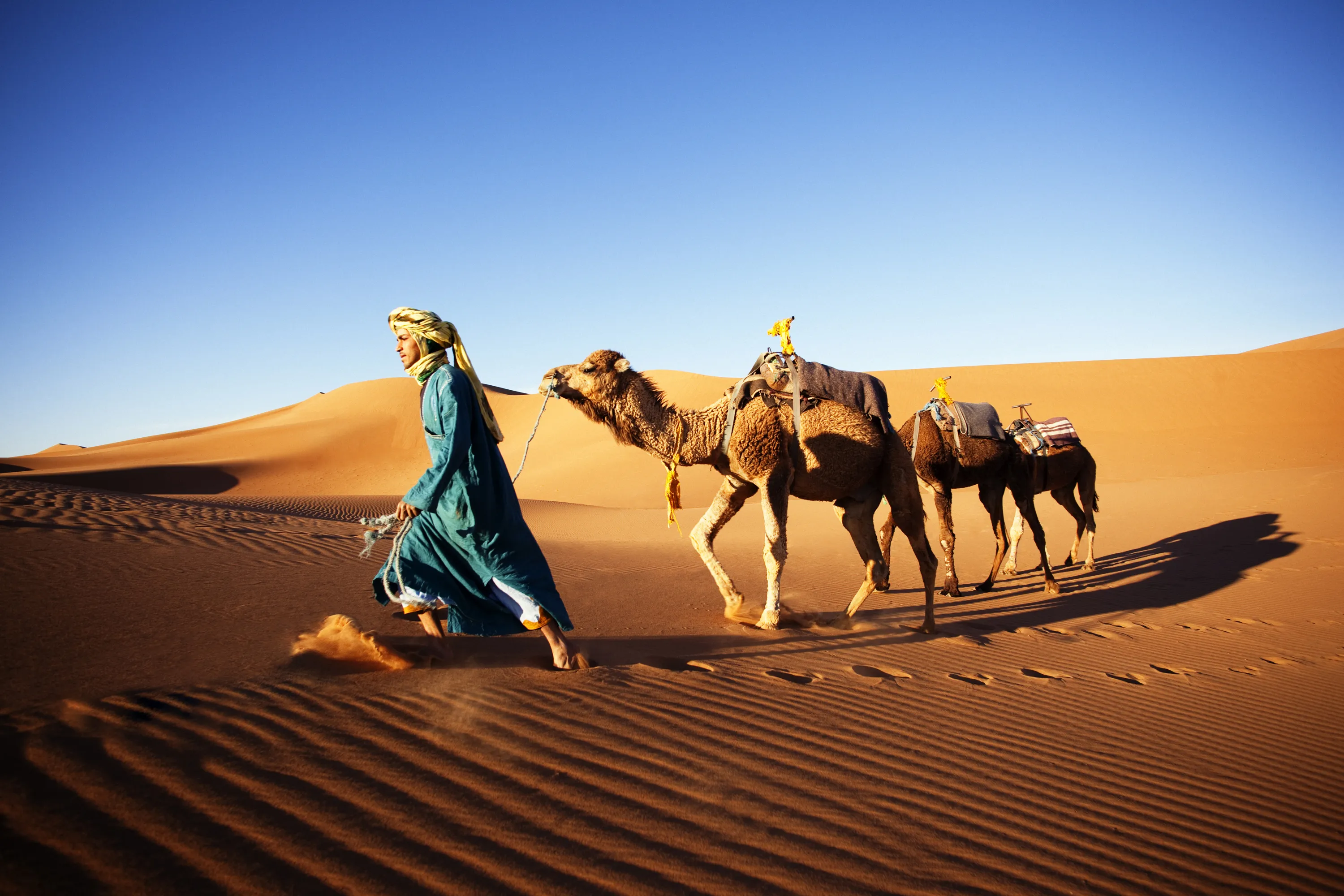Покажи караван. Мехари верблюд. Туареги Караван. Верблюд Караван пустыни. Африка сахара верблюд.