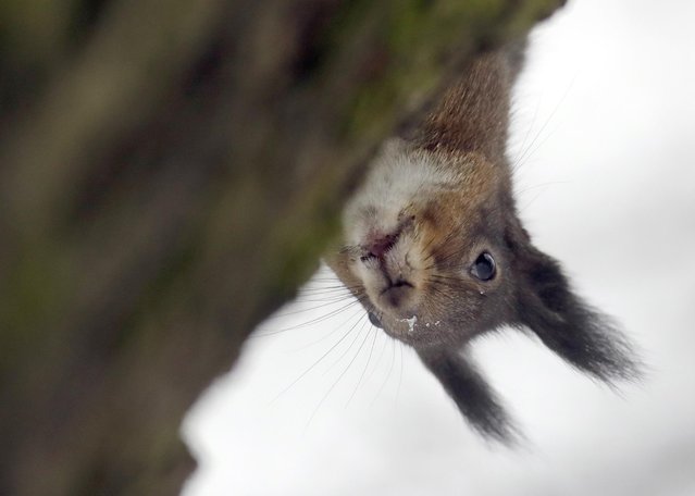 Sitting on a branch a squirrel looks down  from a tree in a park after a heavy snowfall in Minsk, Belarus, Thursday, November 10, 2016. (Photo by Sergei Grits/AP Photo)