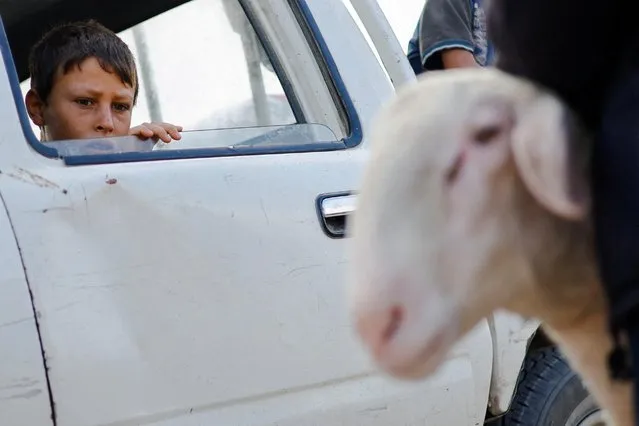 Palestinian boy looks at a sheep at a livestock market, ahead of the Eid al-Adha festival, in Khan Younis in the southern Gaza Strip on June 21, 2023. (Photo by Ibraheem Abu Mustafa/Reuters)