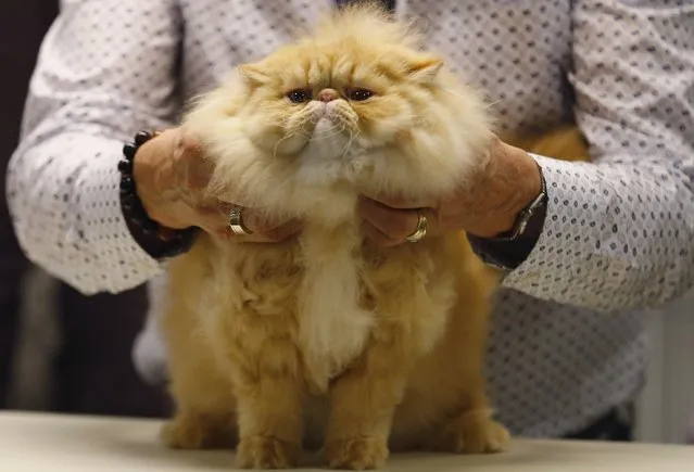 Cat judge Larry Adkison judges a cat during the annual cat show in Del Mar, California January 24, 2015. (Photo by Mike Blake/Reuters)