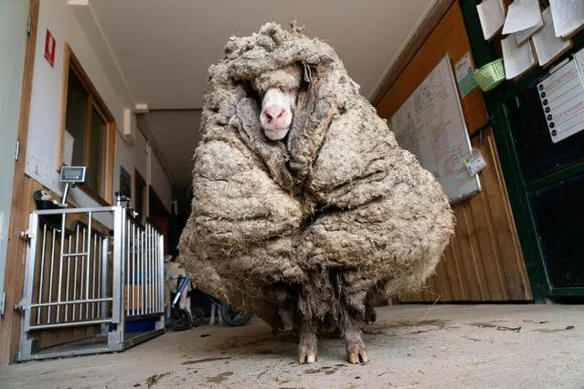 Baarack the sheep is seen before his thick wool was shorn in Lancefield, Victoria, Australia February 5, 2021. Volunteers at Edgar's Mission, a sanctuary for rescued farm animals in Lancefield, Australia, said they rescued the wayward sheep in a state forest. “Beneath that convoluted moving mass of matted fleece, adorned with countless sticks, twigs and insects ... was not Australia's answer to the yeti – but a sheep”, they wrote in a Facebook post. (Photo by Edgar's Mission Inc/Handout via Reuters)