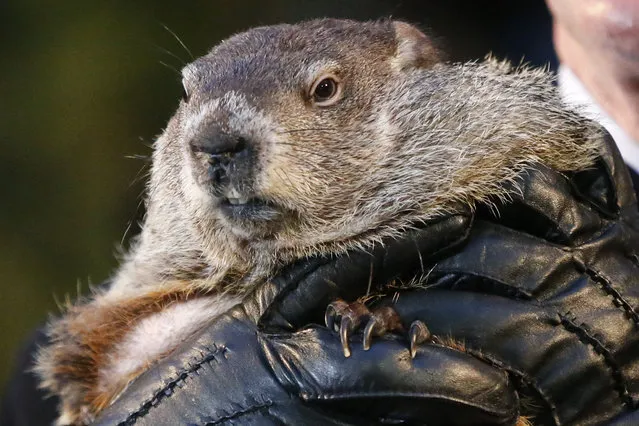 Punxsutawney Phil, the weather prognosticating groundhog, is held by the gloved hands of handler Ron Ploucha during the 129th celebration of Groundhog Day on Gobbler's Knob in Punxsutawney, Pa., Monday, February 2, 2015. Phil saw his shadow, predicting six more weeks of winter weather. (Photo by Gene J. Puskar/AP Photo)