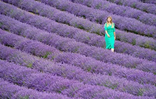 Vicky Elms, event coordinator at Lordington Lavender farm, inspects the rows of Mailette lavender on Thursday, July 6, 2023, which were planted during lockdown, ahead of their open week which runs from July 12 to 16 on the farm near Chichester, West Sussex, UK. (Photo by Andrew Matthews/PA Images via Getty Images)