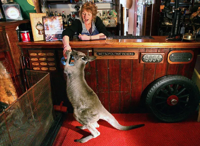“Boomer” the kangaroo grabs can of beer held by Kathy Noble as she stands behind the bar at the 127-year-old Comet Inn in township of Hartley Vale, Australia on August 11, 2005. The 18-month-old orphaned kangaroo was raised by Noble after it was found in the pouch of its dead mother on the side of the road, and started coming into the bar after he was accidentally let inside by a guest. (Photo by David Gray/Reuters)