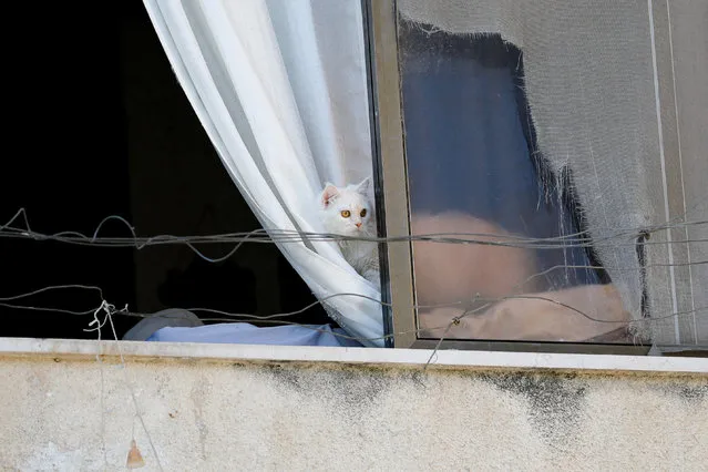 A cat looks on during the funeral of Ayed Abu Harb, a Palestinian who was killed in an Israeli raid, in Nur Shams camp, near Tulkarm in the Israeli-occupied West Bank on September 5, 2023. (Photo by Raneen Sawafta/Reuters)