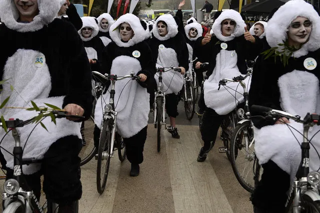 People dressed as pandas, on March 10, 2015, ride bikes before the start of the second stage of the 73rd edition of the Paris-Nice cycling race, between the Beauval zoo in Saint-Aignan, to Saint-Amand-Montrond. People are dressed as pandas in reference to female Huan-Huan and male Yuan-Zi pandas, the two giant pandas arrived from China in 2012 at the Beauval zoo in Saint-Aignan.  AFP PHOTO / LIONEL BONAVENTURE        (Photo credit should read LIONEL BONAVENTURE/AFP/Getty Images)