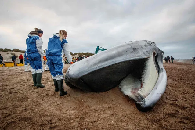 A photo taken on October 25, 2018 shows the carcass of a large fin whale stranded on the beach in De Haan, Belgium. (Photo by Kurt Desplenter/AFP Photo/Belga)