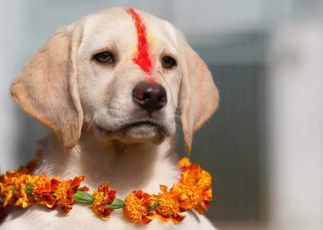 A puppy with Sindoor vermillion powder on its forehead and a garland is pictured after a boy offered prayers during the dog festival as part of Tihar, celebrations also called Diwali, in Kathmandu, Nepal on November 6, 2018. (Photo by Navesh Chitrakar/Reuters)