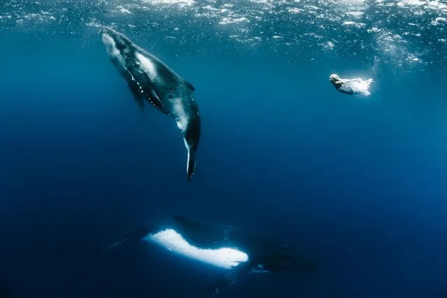 “Hannah Fraser is dwarfed by the two huge humpback whales”. (Photo by Shawn Heinrichs/Barcroft Media)