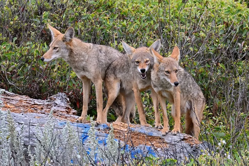 USA last Week, Part 1/2