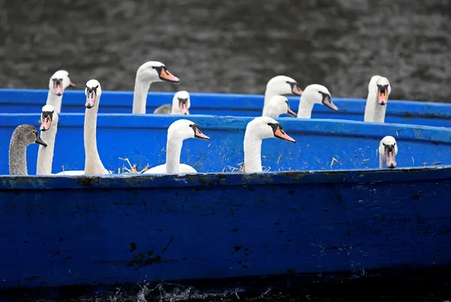 Swans are seen in a boat after they were caught at Hamburg's inner city lake Alster by Olaf Niess and his team to bring them in their winter quarters in Hamburg, Germany November 20, 2018. (Photo by Fabian Bimmer/Reuters)