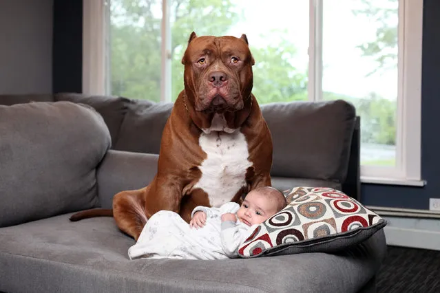 Pitbull Hulk and and baby Jackson, three months, relax on a sofa in New Hampshire, USA, on July 2016. The owners of the world's biggest pitbull are so trusting that they allow the twelve-stone dog to babysit their newborn son. Marlon and Lisa Grennan will even let world-famous Hulk lick and watch over their tiny boy, Jackson. But it's not the first time the couple have done this, as their eldest son, Jordan, grew up with Hulk and other American pitbull terriers on their property in New Hampshire, USA. Marlon's company Dark Dynasty K9s specialise in training elite protection dogs for the police, celebrities and billionaire clients around the world. They hit fame in 2015 when videos featuring Hulk and their other dogs went viral – clocking up more than 100 million views on YouTube alone. (Photo by Ruaridh Connellan/Barcroft Images)
