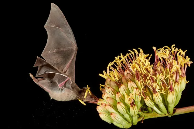 Overall runners-up. Pollination! Photographed in Arizona, US. Bats act as disease reservoirs for emerging infections. However, studies in Australia show they transmit the Hendra virus to horses and people only when they are starving. Pennsylvania State University has evidence that this is caused by deforestation so it has started rewilding of native trees. (Photo by Peter J. Hudson/Penn State University/British Ecological Society)